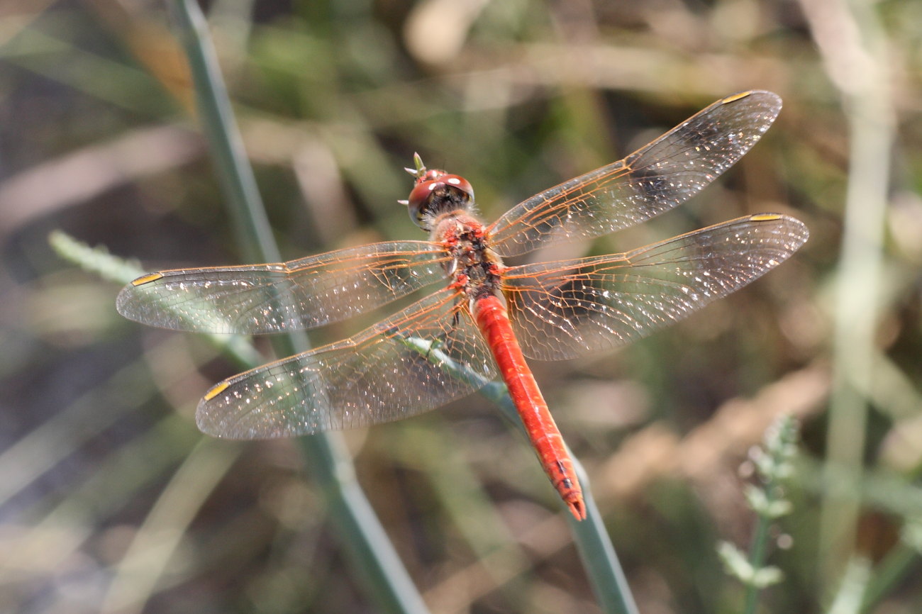 Sympetrum fonscolombei ? - S, maschio