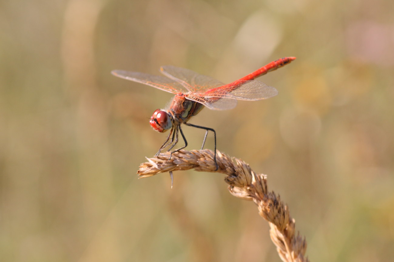 Sympetrum fonscolombei ? - S, maschio