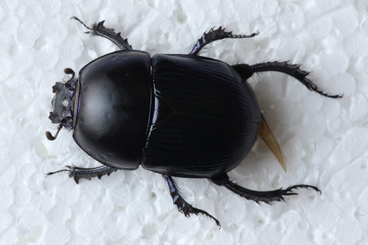 Geotrupes spiniger ? (trovato purtroppo morto)