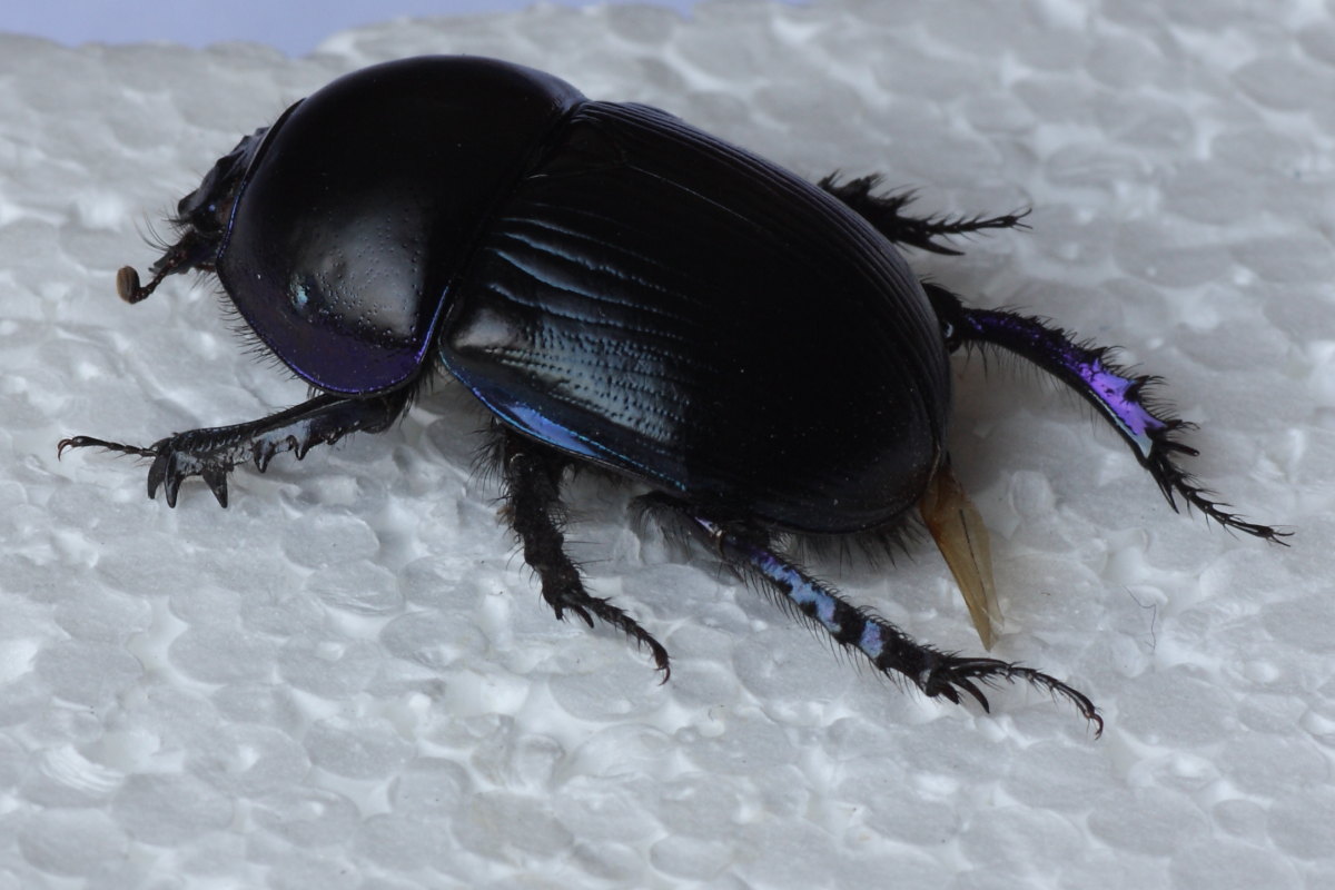 Geotrupes spiniger ? (trovato purtroppo morto)