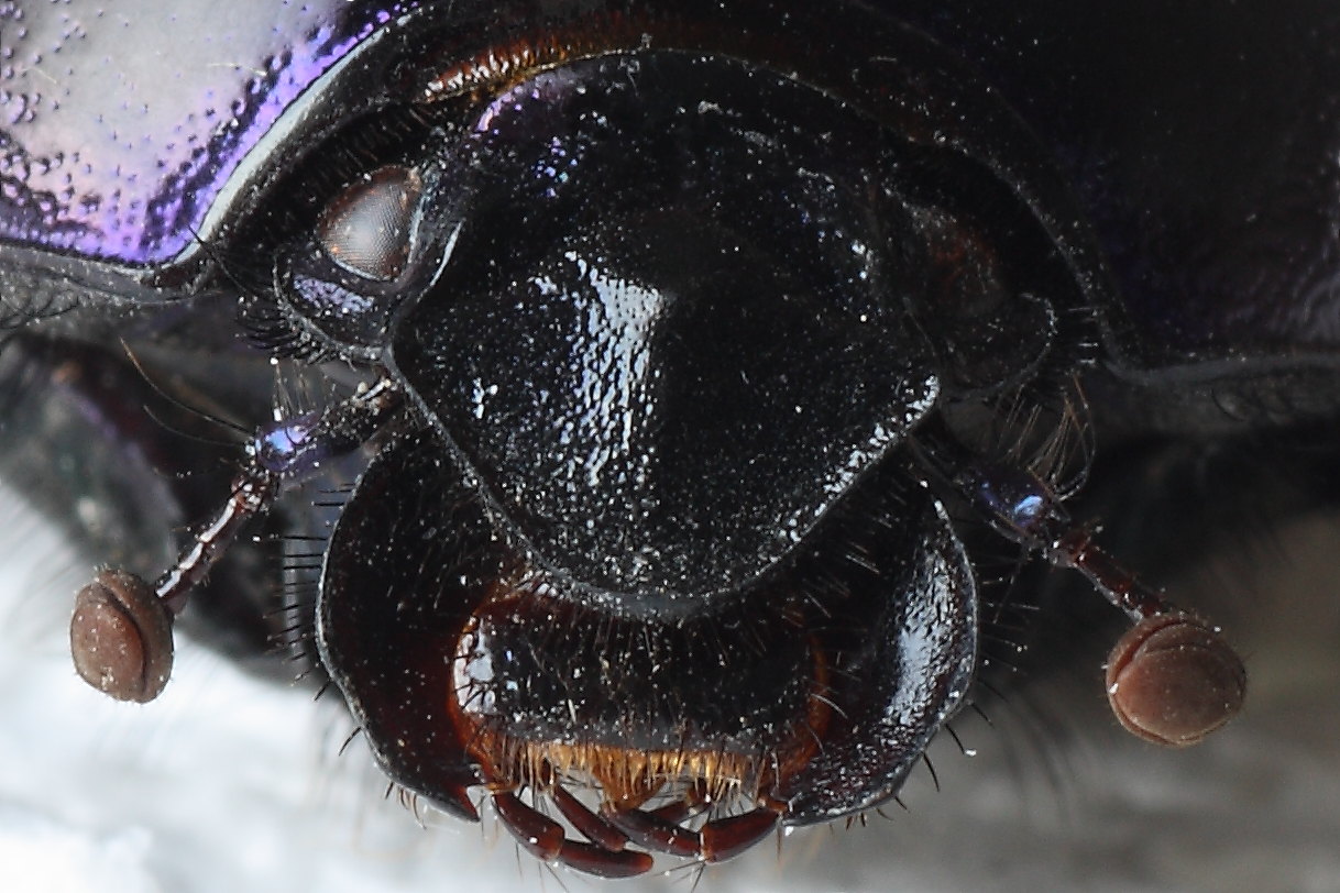 Geotrupes spiniger ? (trovato purtroppo morto)