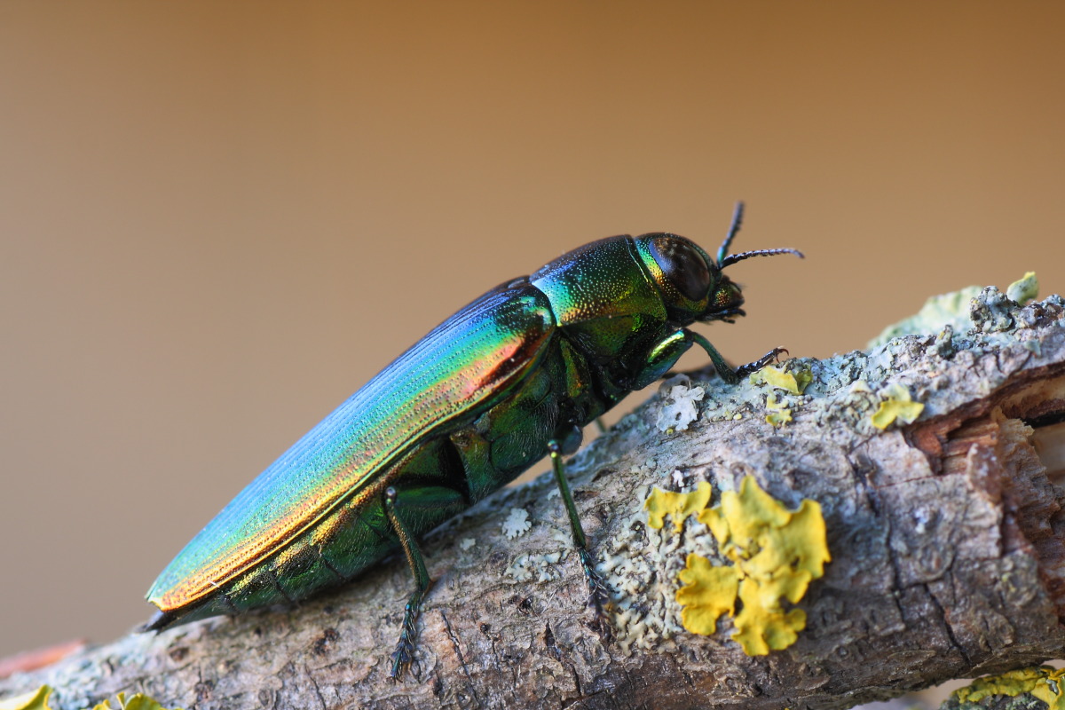 Eurythyrea micans