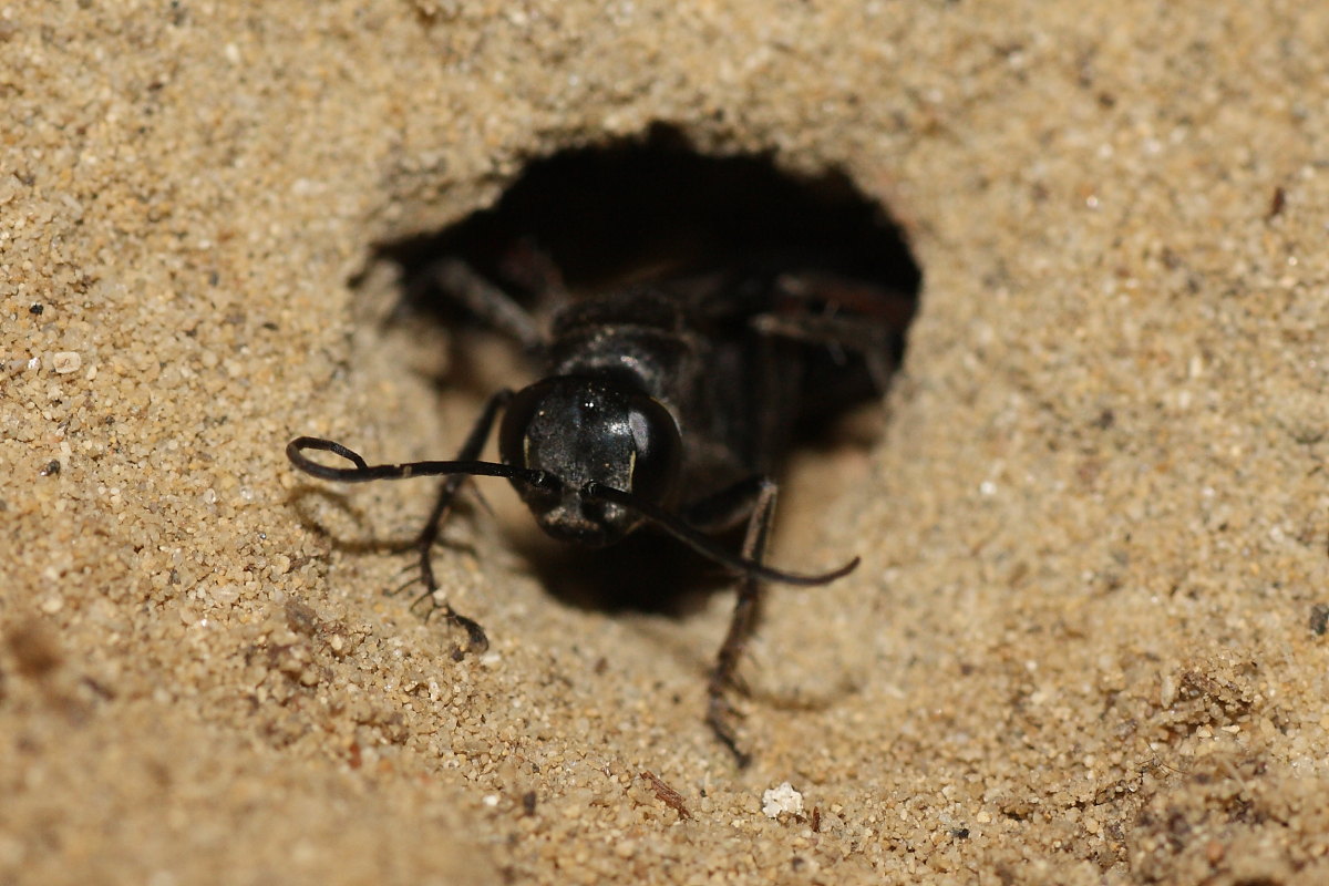 Piccolo Pompilidae