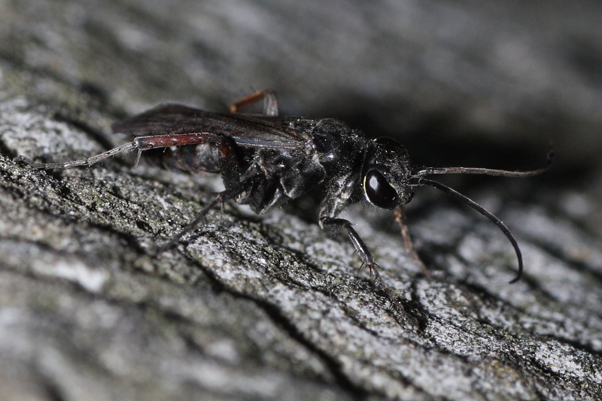 Piccolo Pompilidae