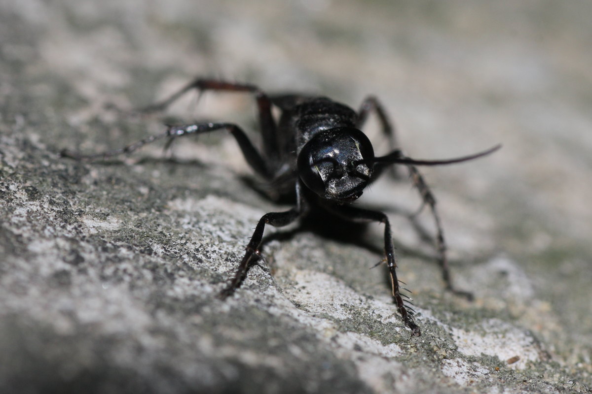 Piccolo Pompilidae