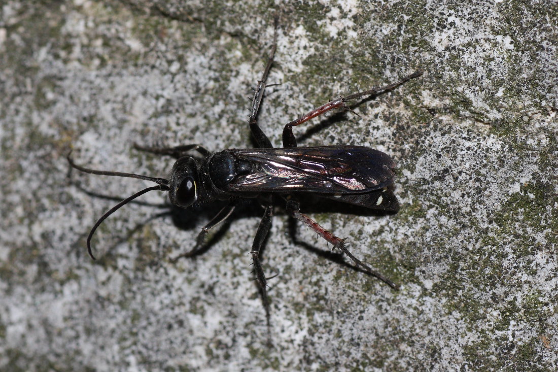 Piccolo Pompilidae