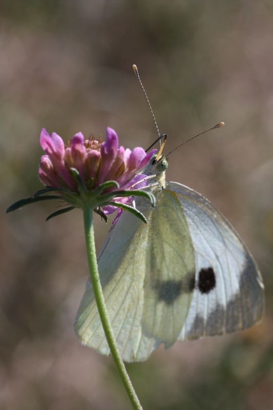 Cercando la Charaxes