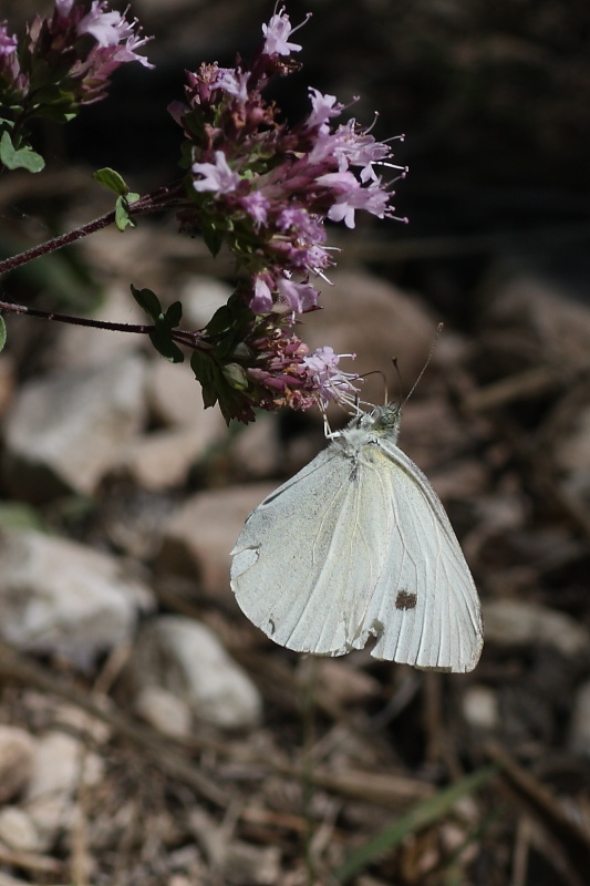 Cercando la Charaxes