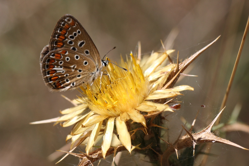 Cercando la Charaxes