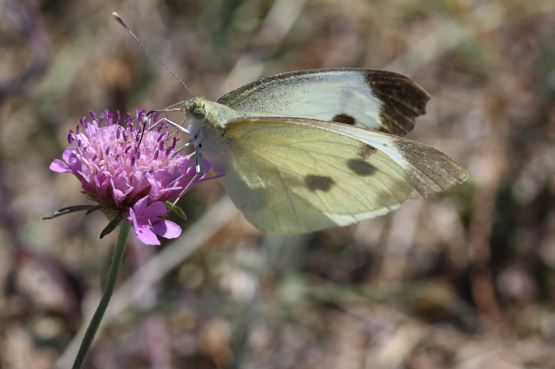 Cercando la Charaxes