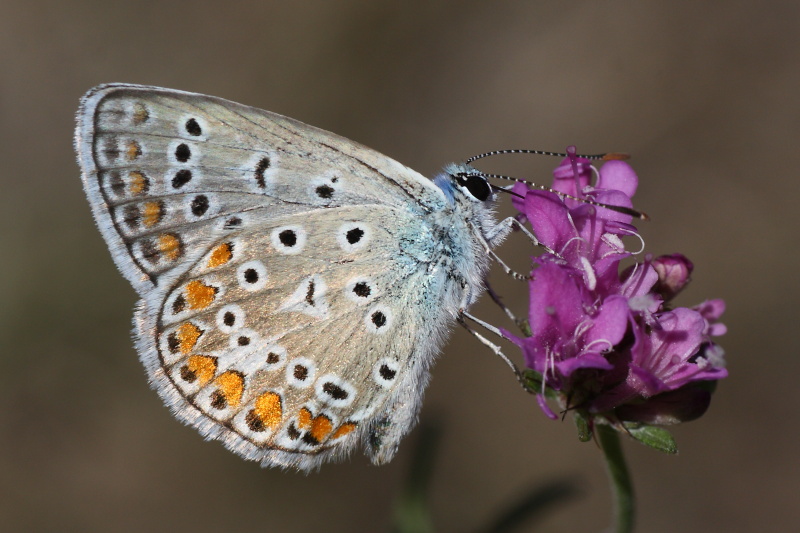 Cercando la Charaxes