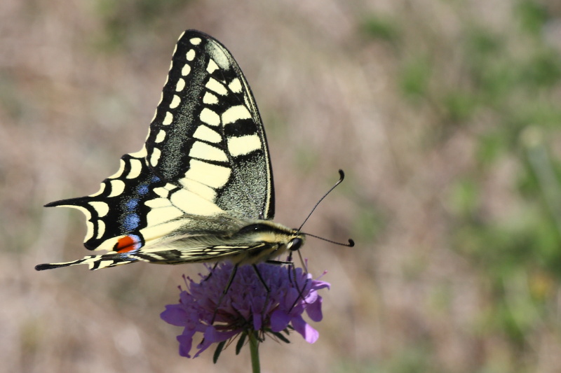 Cercando la Charaxes