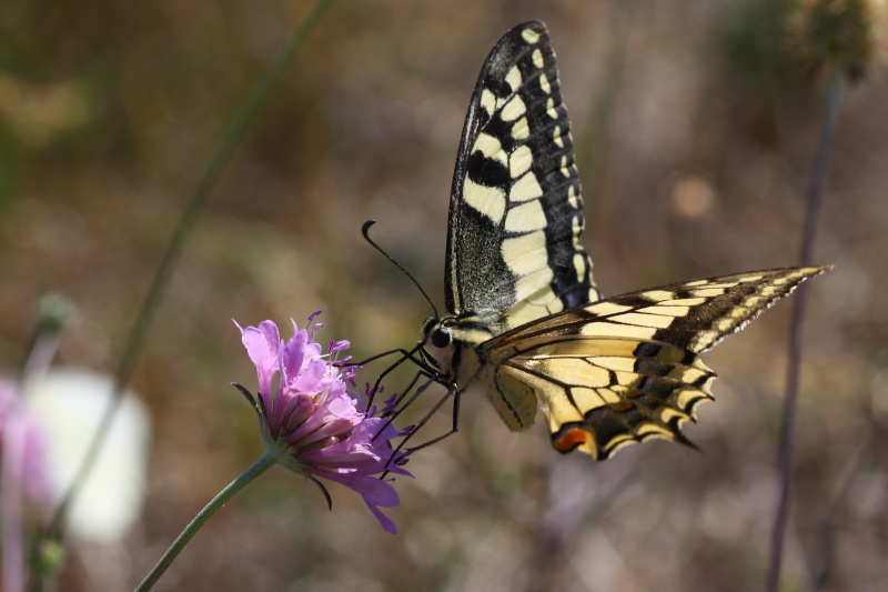 Cercando la Charaxes