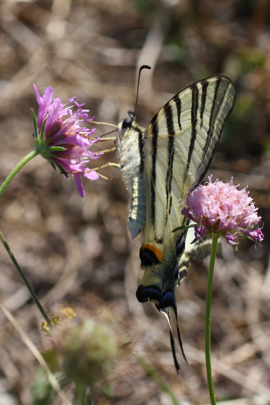 Cercando la Charaxes