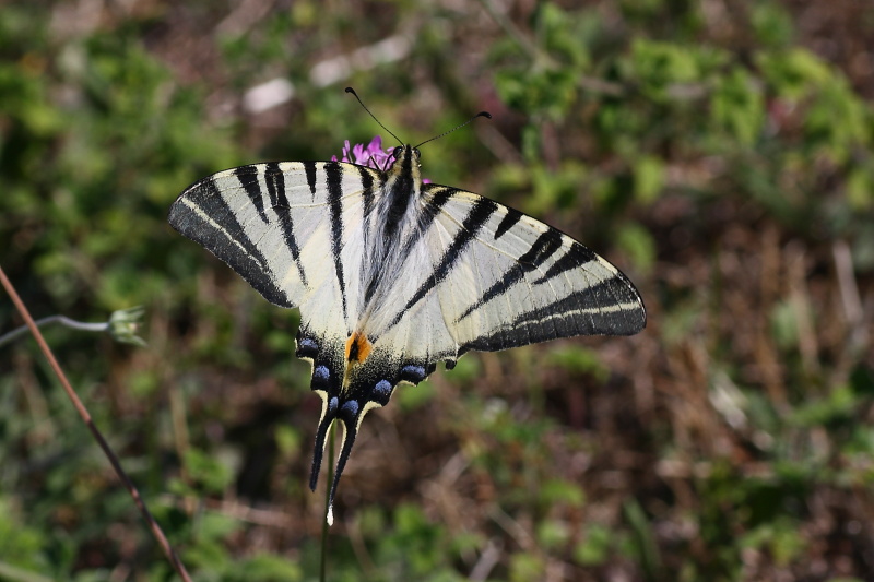 Cercando la Charaxes