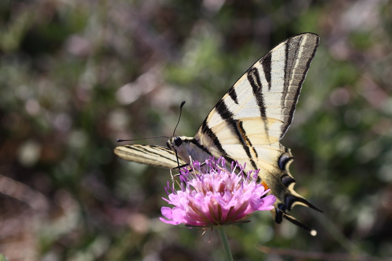 Cercando la Charaxes