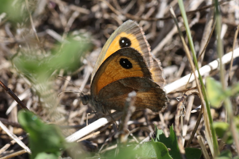 Cercando la Charaxes