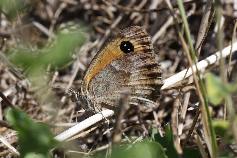 Cercando la Charaxes