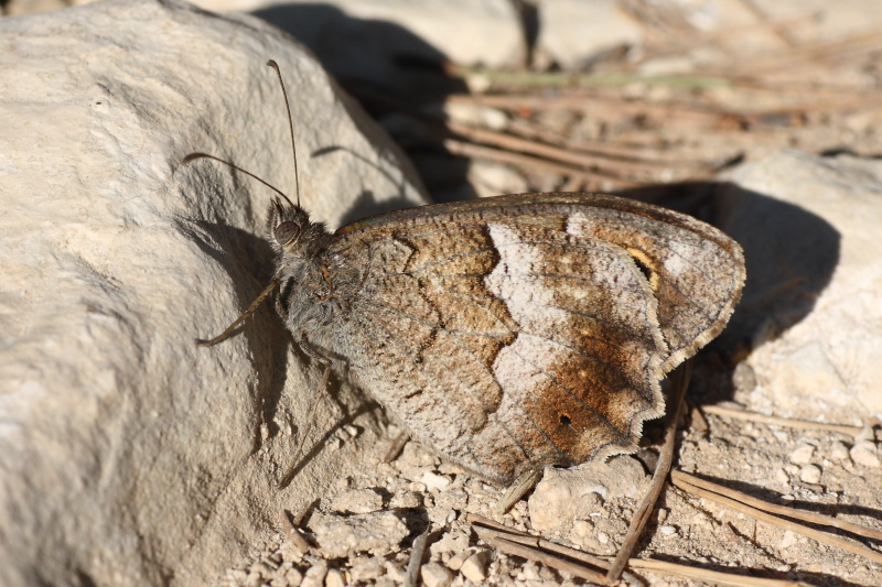 Cercando la Charaxes
