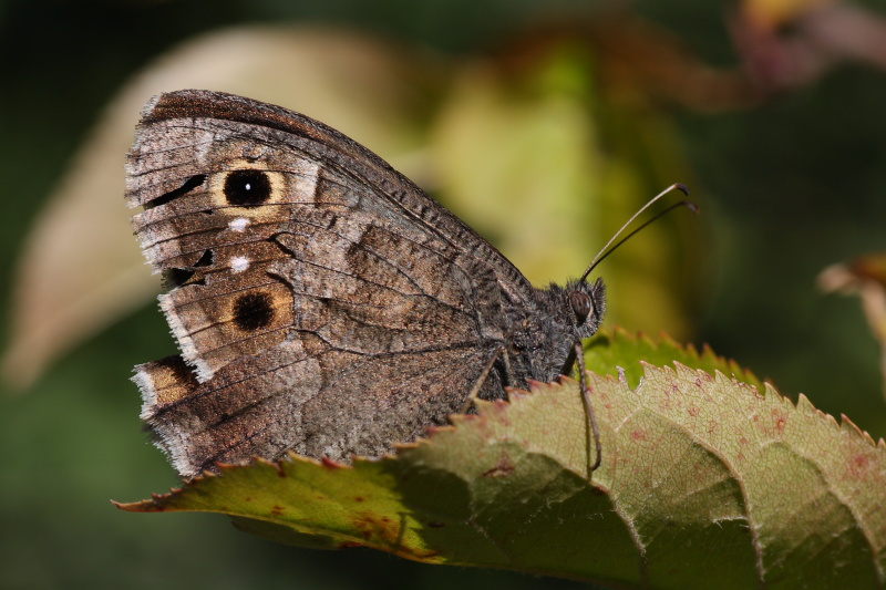 Cercando la Charaxes
