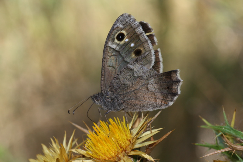 Cercando la Charaxes
