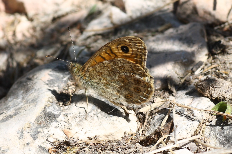 Cercando la Charaxes