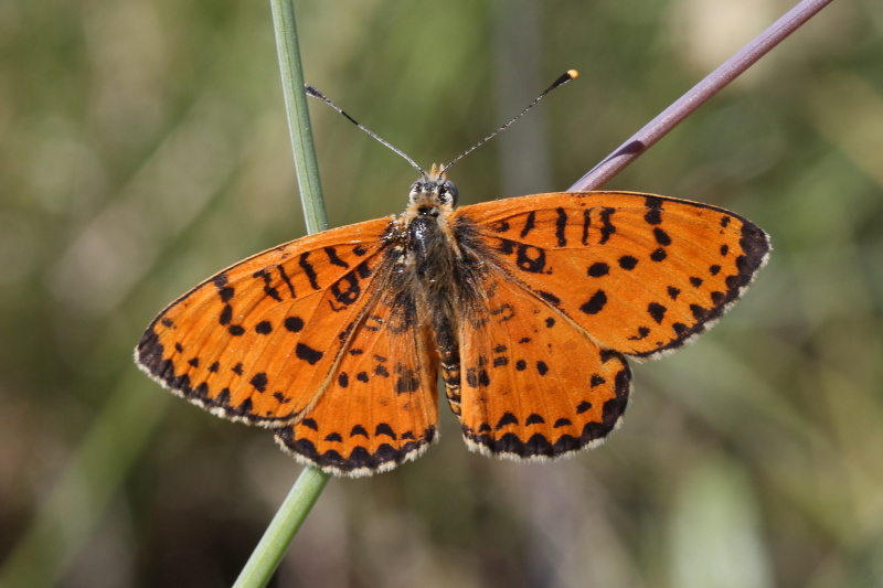 Cercando la Charaxes