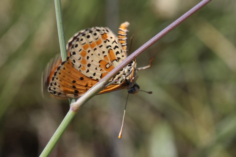 Cercando la Charaxes