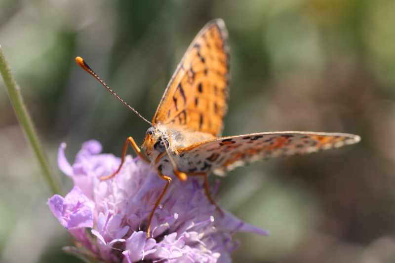 Cercando la Charaxes