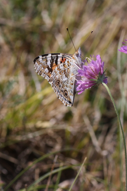 Cercando la Charaxes