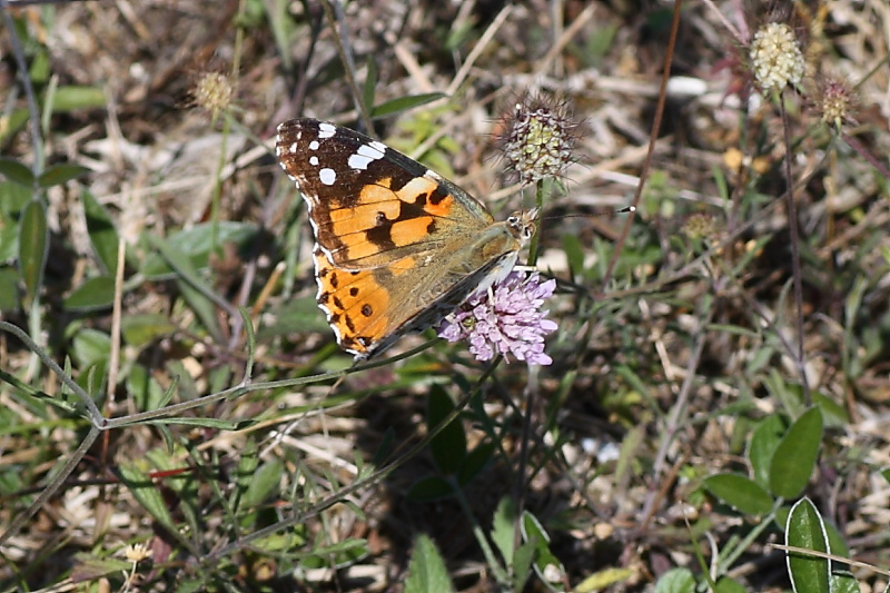 Cercando la Charaxes