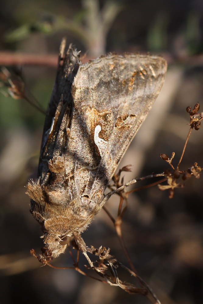 Cercando la Charaxes