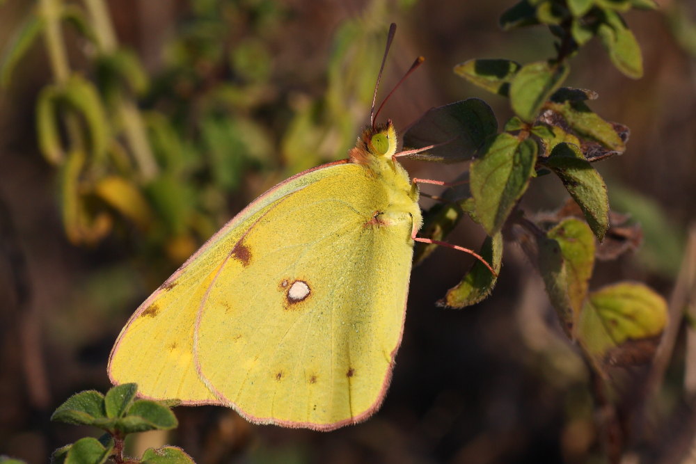 Cercando la Charaxes