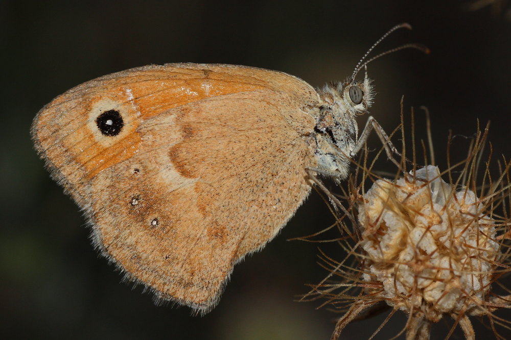 Cercando la Charaxes