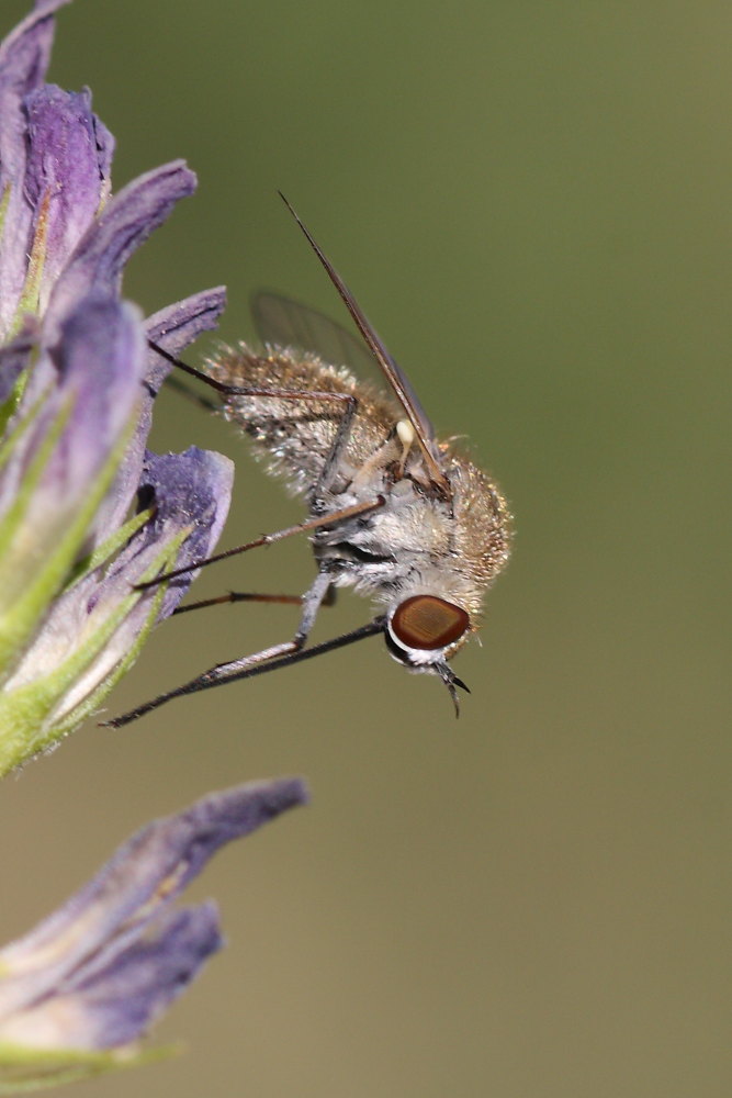 Bombylidae da identificare