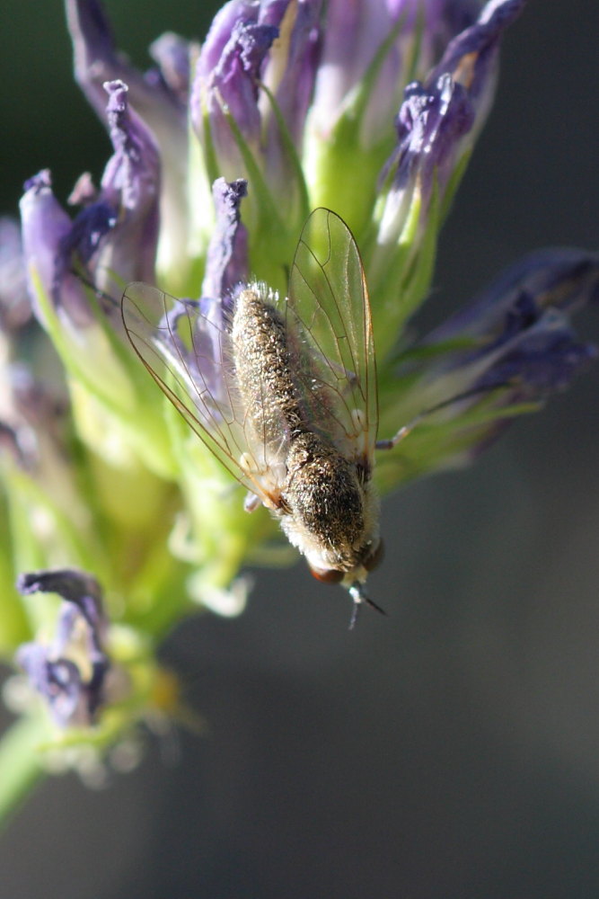 Bombylidae da identificare
