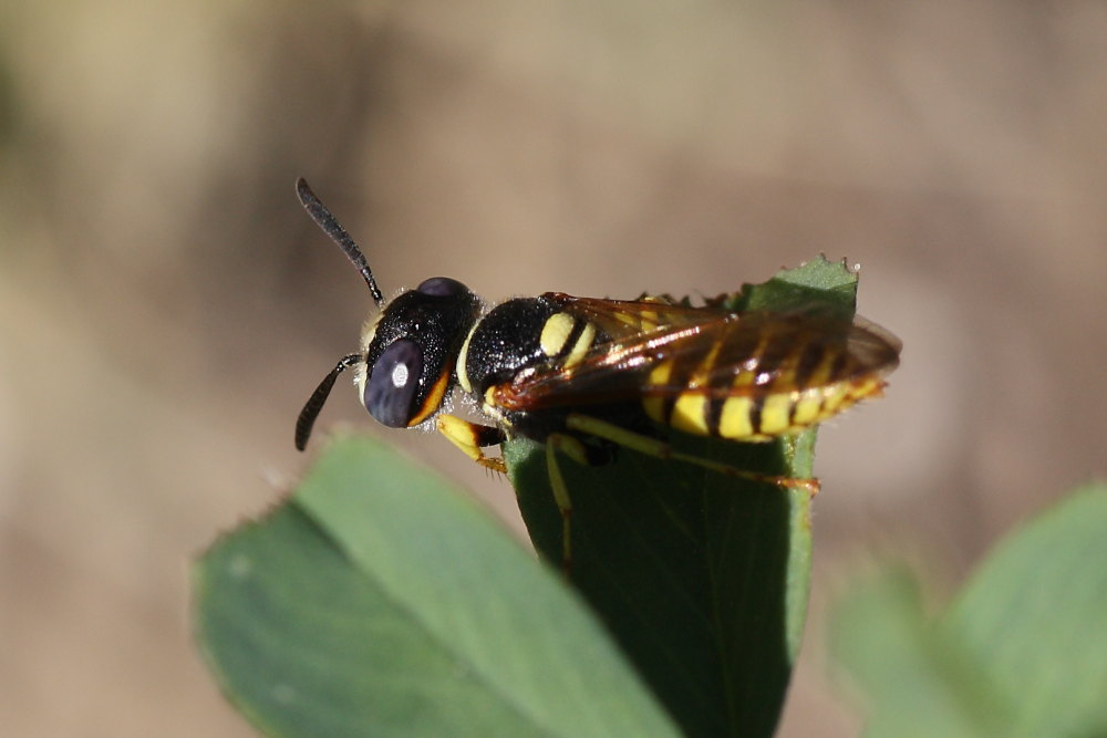 Philanthus triangulum maschio