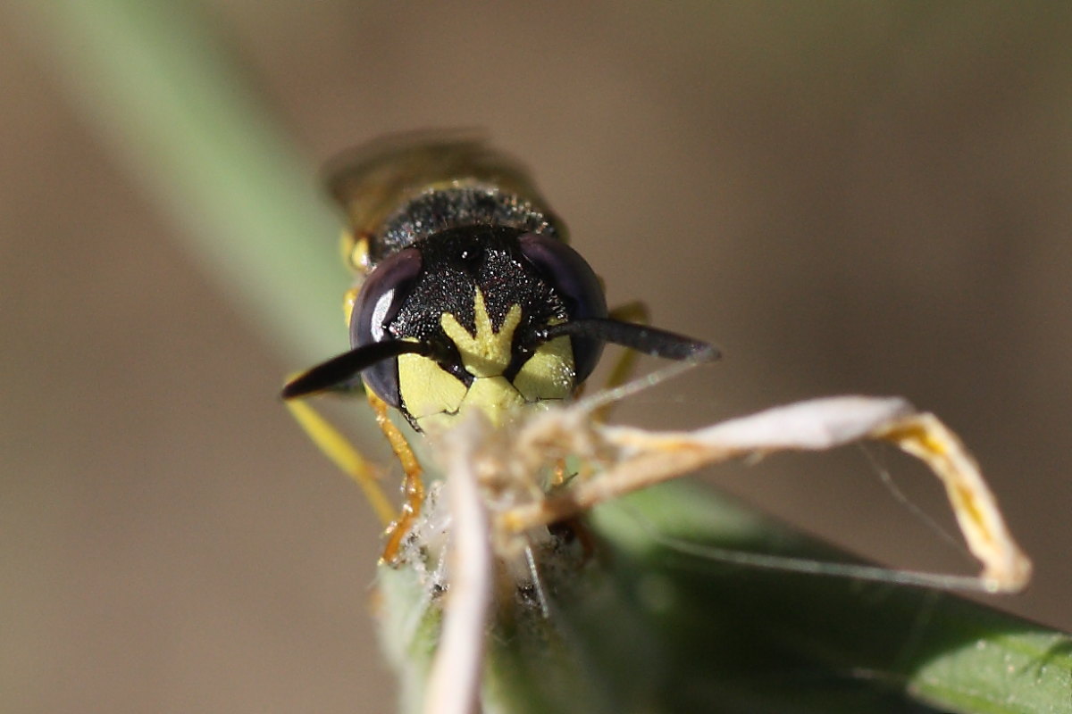 Philanthus triangulum maschio