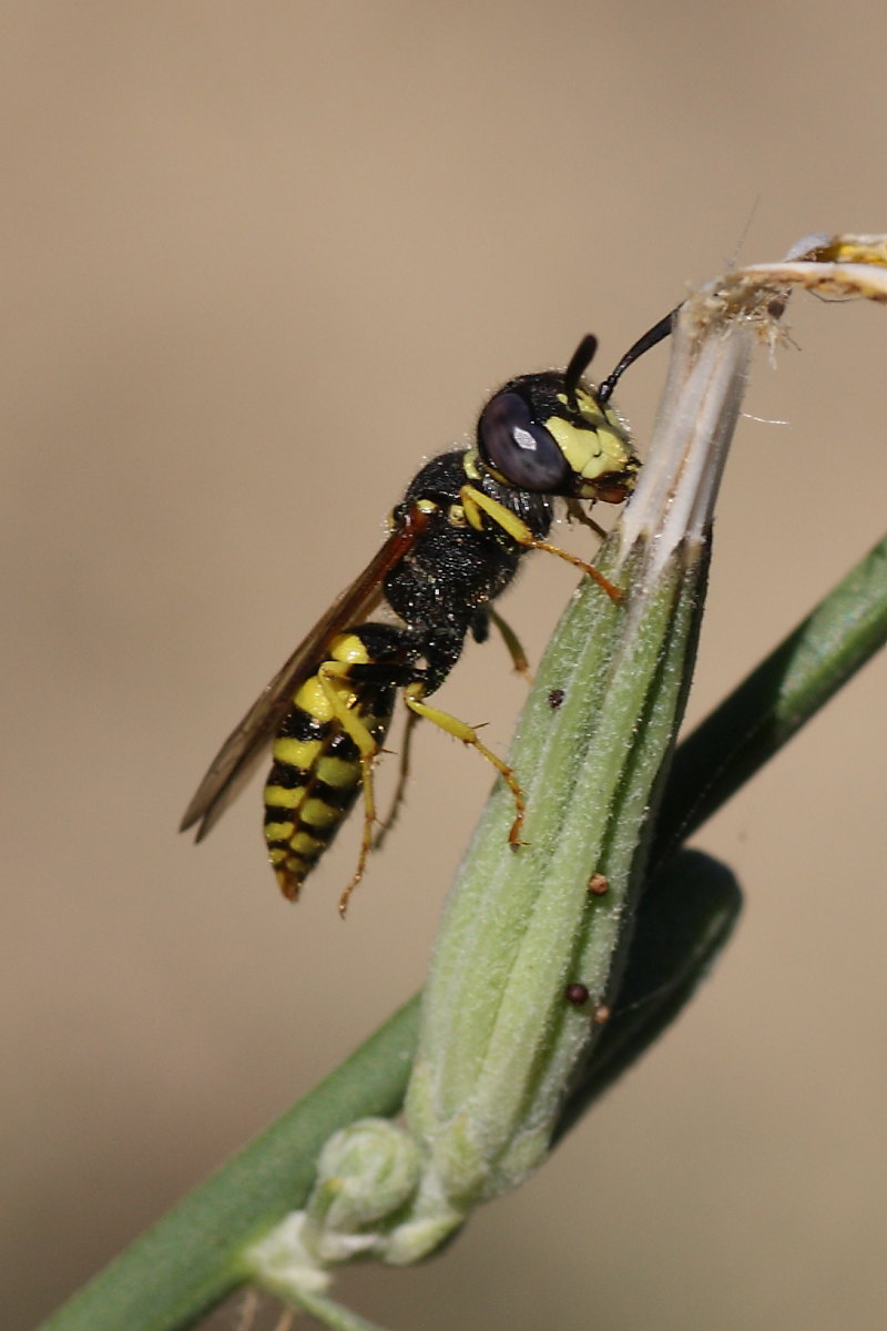 Philanthus triangulum maschio