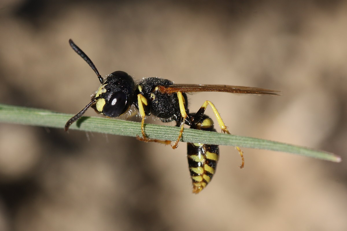 Philanthus triangulum maschio