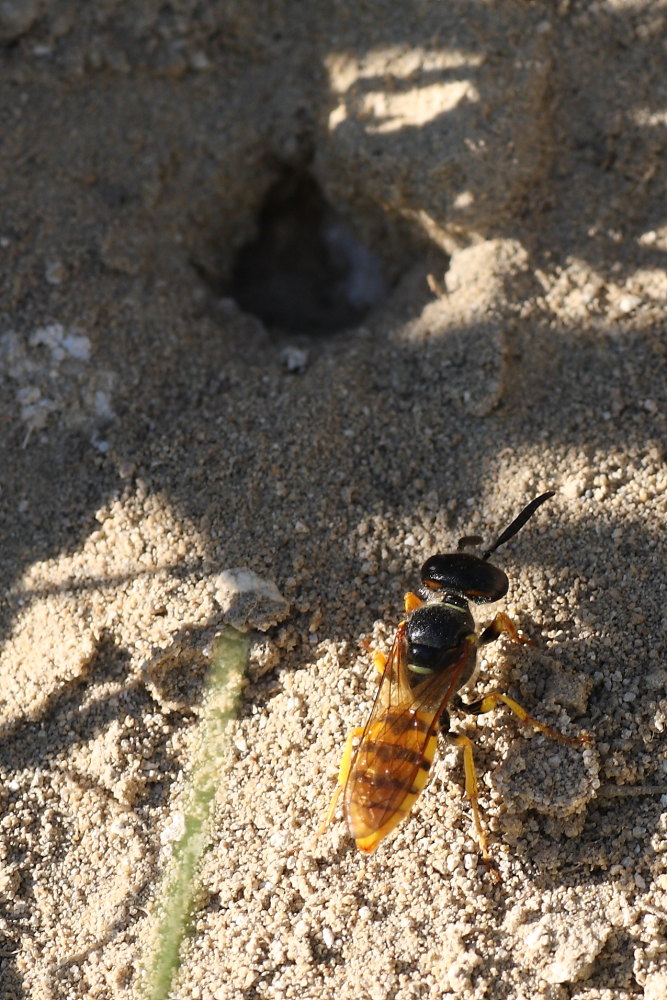 Philanthus triangulum femmina