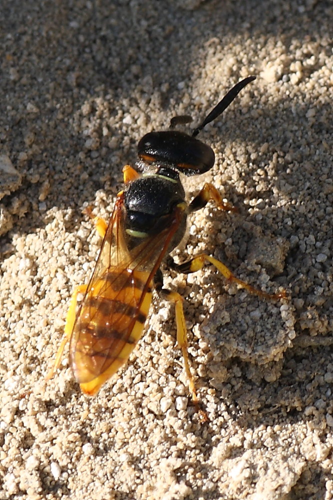Philanthus triangulum femmina