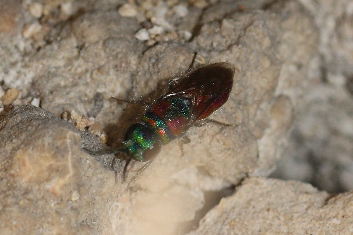 Due Chrysididae da identificare: C. grohmanni e C. auriceps