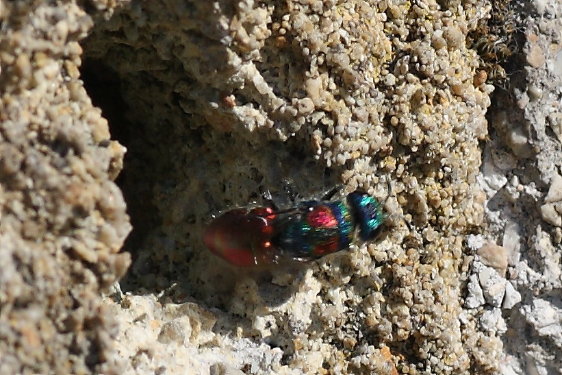 Due Chrysididae da identificare: C. grohmanni e C. auriceps