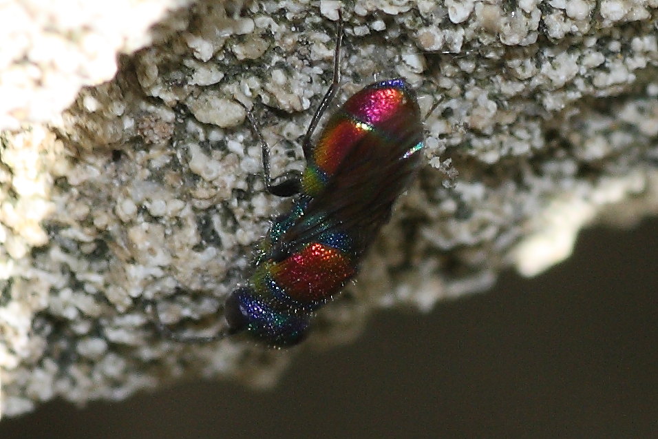 Due Chrysididae da identificare: C. grohmanni e C. auriceps