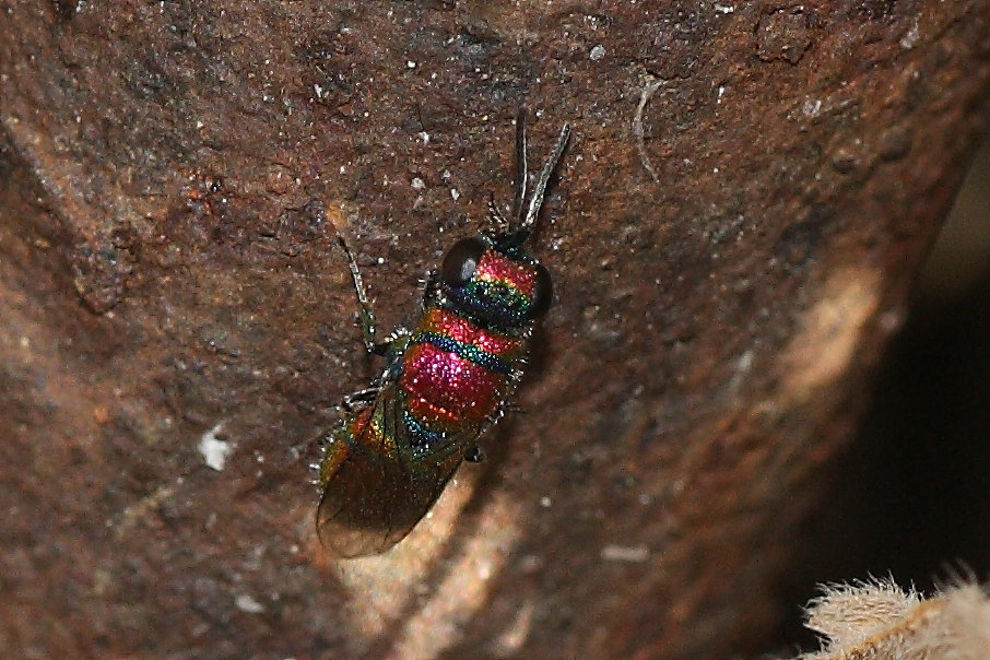 Due Chrysididae da identificare: C. grohmanni e C. auriceps