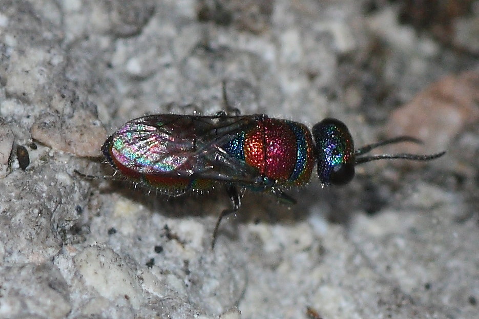 Due Chrysididae da identificare: C. grohmanni e C. auriceps