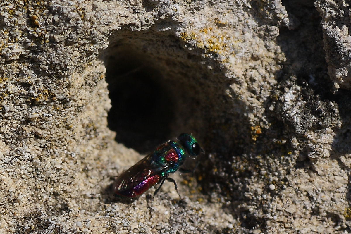 Due Chrysididae da identificare: C. grohmanni e C. auriceps