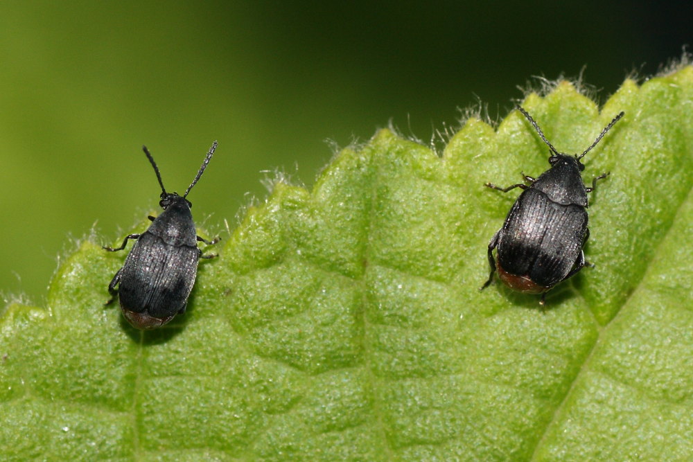 Chrysomelidae Bruchinae:  cfr. Bruchidius siliquastri