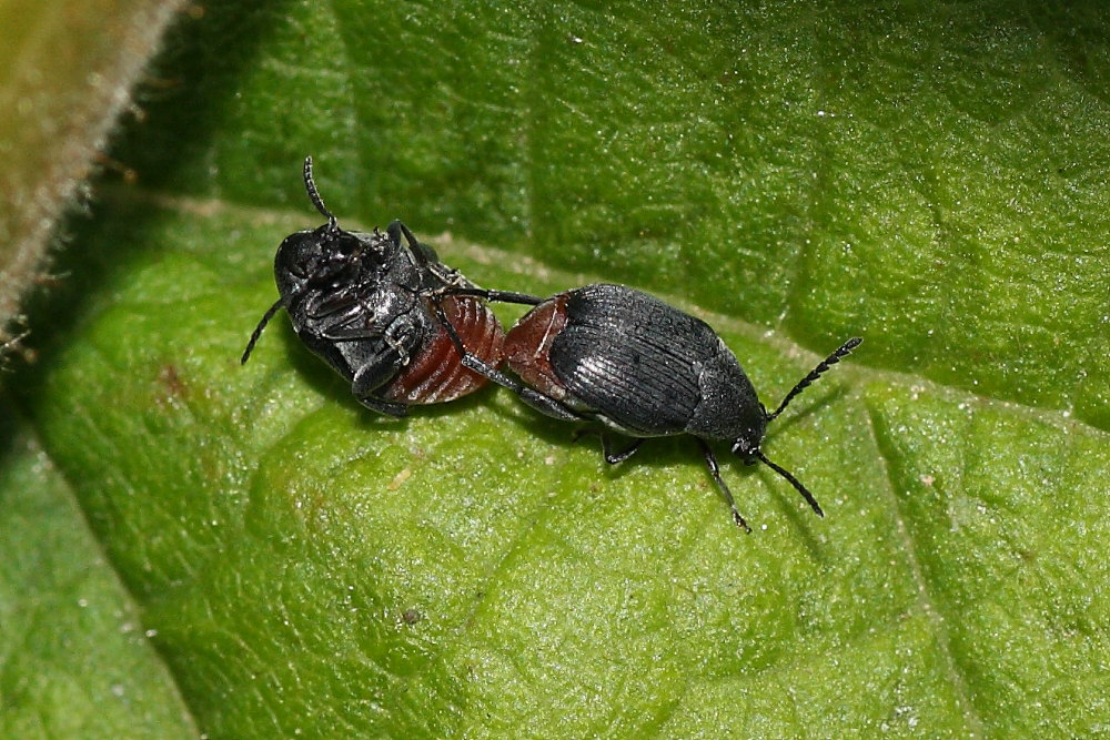Chrysomelidae Bruchinae:  cfr. Bruchidius siliquastri